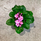 Oahu Delivery n Pickup Only - African Violet in 4in. ceramic planter