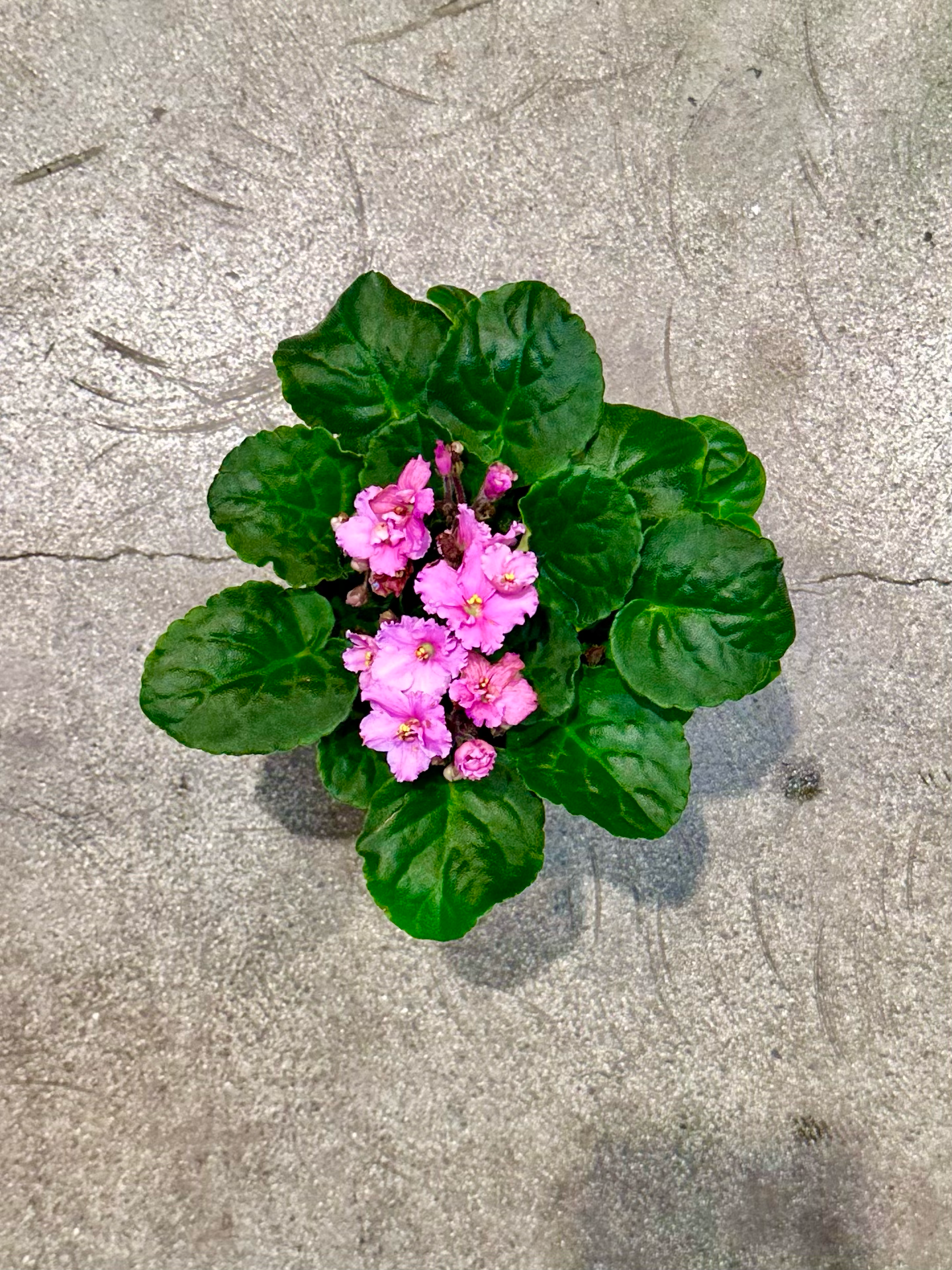 Oahu Delivery n Pickup Only - African Violet in 4in. ceramic planter