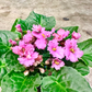 Oahu Delivery n Pickup Only - African Violet in 4in. ceramic planter