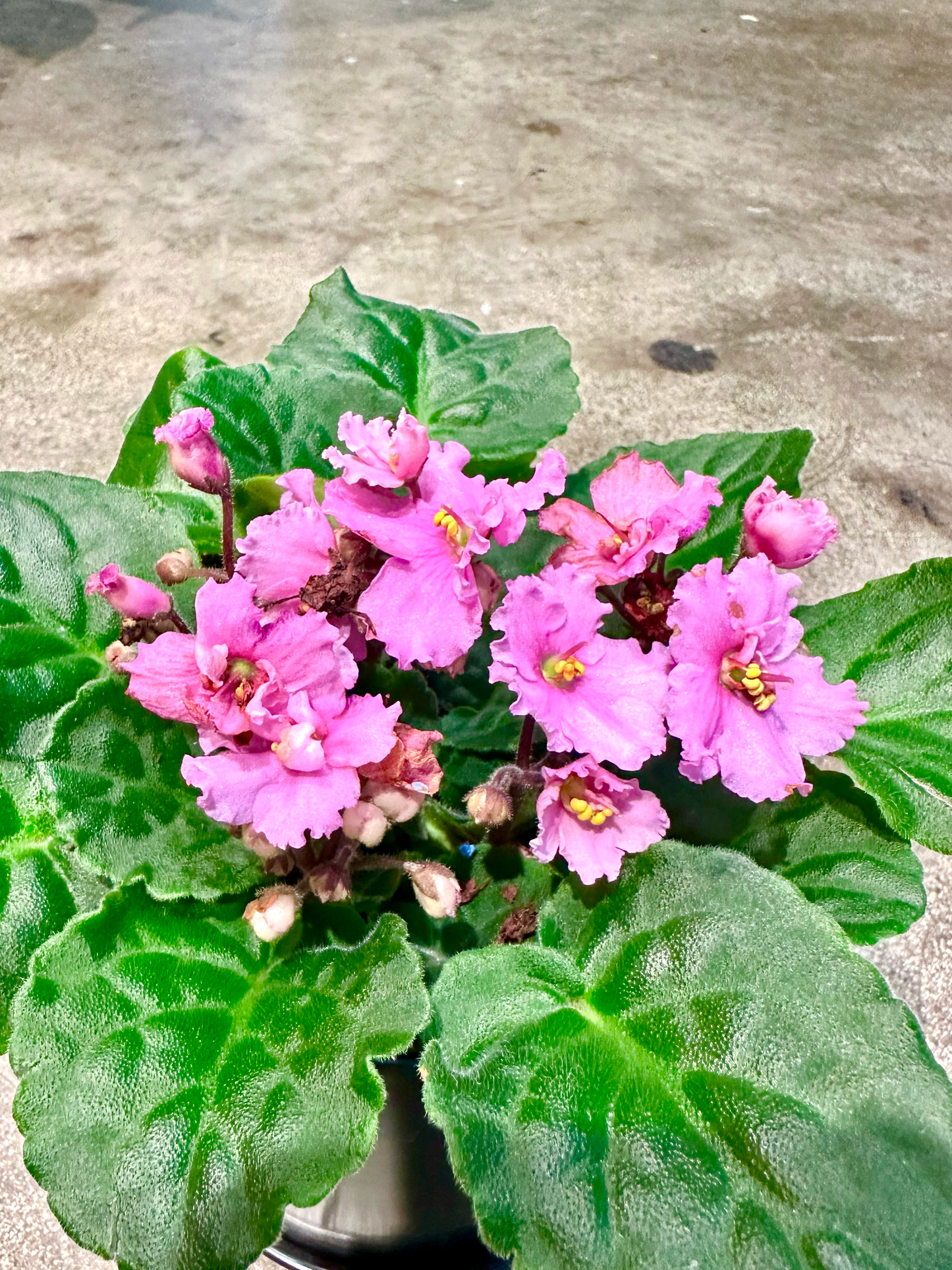 Oahu Delivery n Pickup Only - African Violet in 4in. ceramic planter