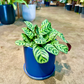 Oahu Delivery n Pickup Only - Prayer Plant in 6in. ceramic planter