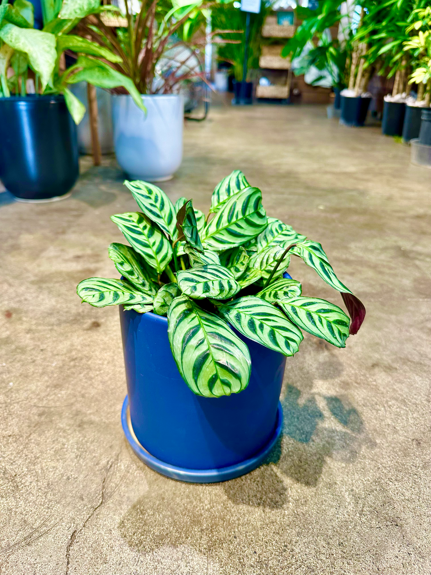 Oahu Delivery n Pickup Only - Prayer Plant in 6in. ceramic planter