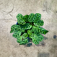 Oahu Delivery n Pickup Only - Prayer Plant in 6in. ceramic planter