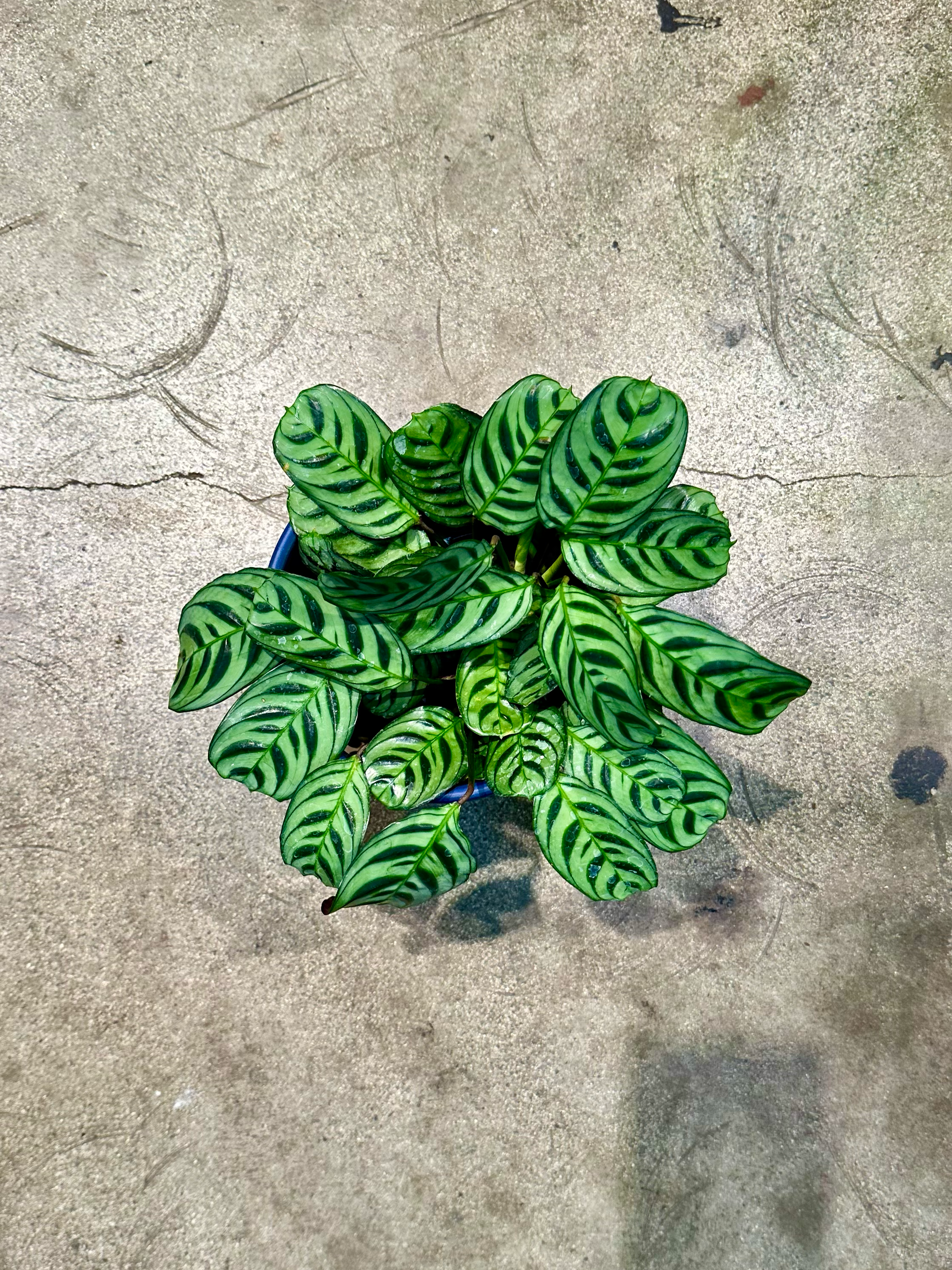 prayer plant delivery Oahu Delivery n Pickup Only