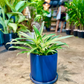 Oahu Delivery n Pickup Only - Aglaonema Bamboo in 6in. ceramic planter