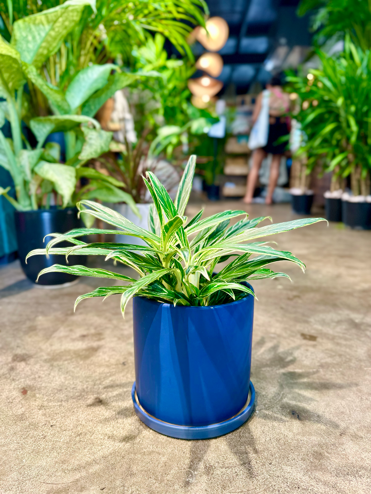 Oahu Delivery n Pickup Only - Aglaonema Bamboo in 6in. ceramic planter