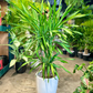 Oahu Delivery n Pickup Only - Dracaena in 2 gal. ceramic planter