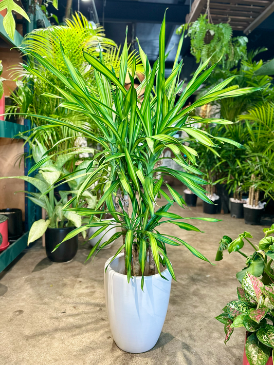 Oahu Delivery n Pickup Only - Dracaena in 2 gal. ceramic planter