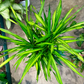 Oahu Delivery n Pickup Only - Dracaena in 2 gal. ceramic planter