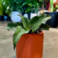 Oahu Delivery n Pickup Only - Sanseveria Cleopatra in 4in. ceramic planter