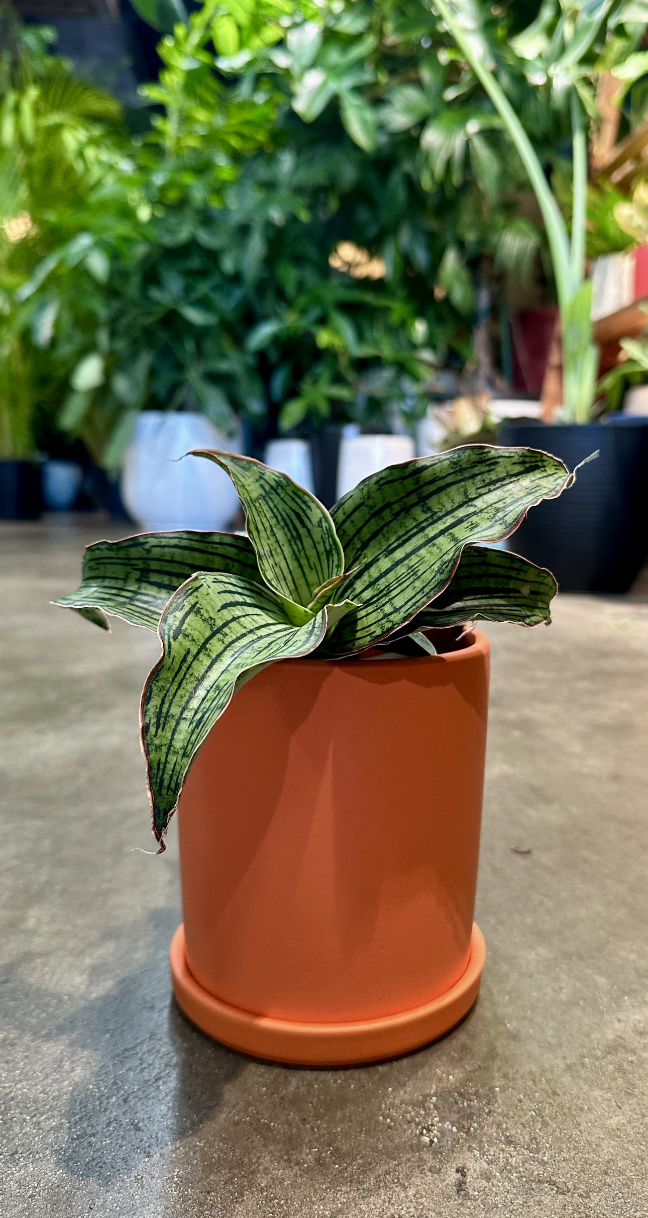 Oahu Delivery n Pickup Only - Sanseveria Cleopatra in 4in. ceramic planter