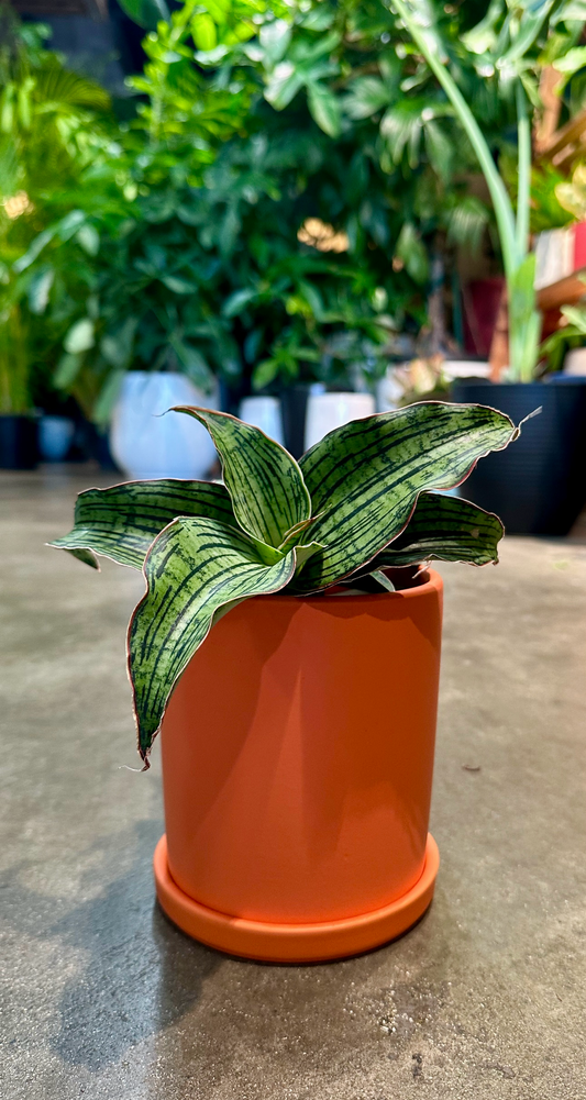 Oahu Delivery n Pickup Only - Sanseveria Cleopatra in 4in. ceramic planter
