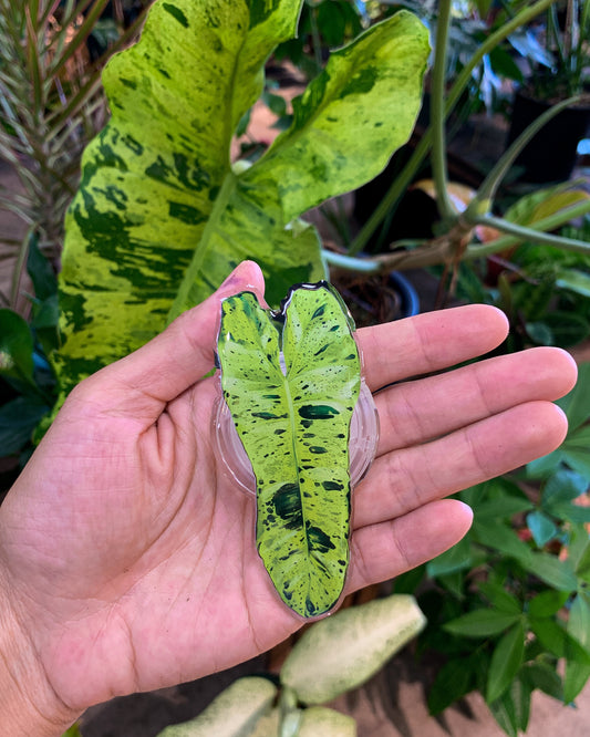 Philodendron Paraiso Verde Leaf Pop Socket for Phones